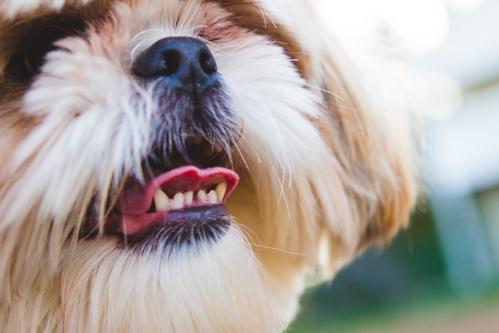 closeup of dog's teeth