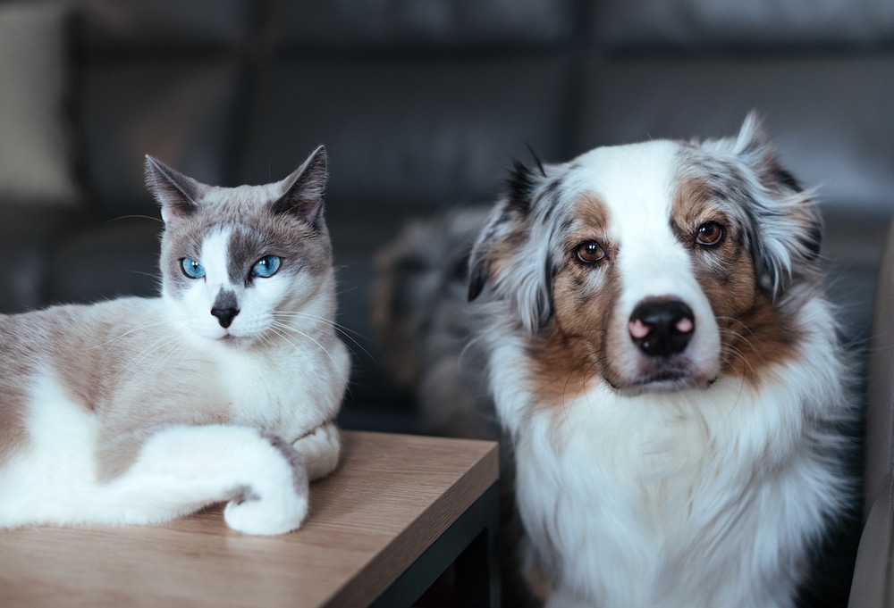 dog and cat