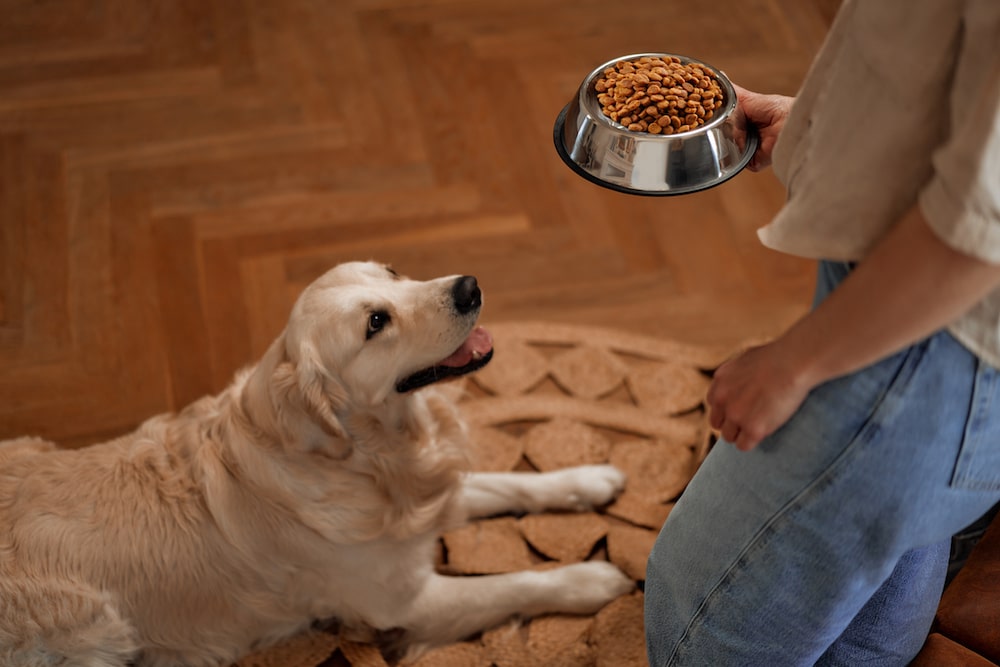 dog nutrition