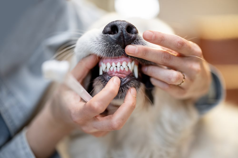 dog teeth