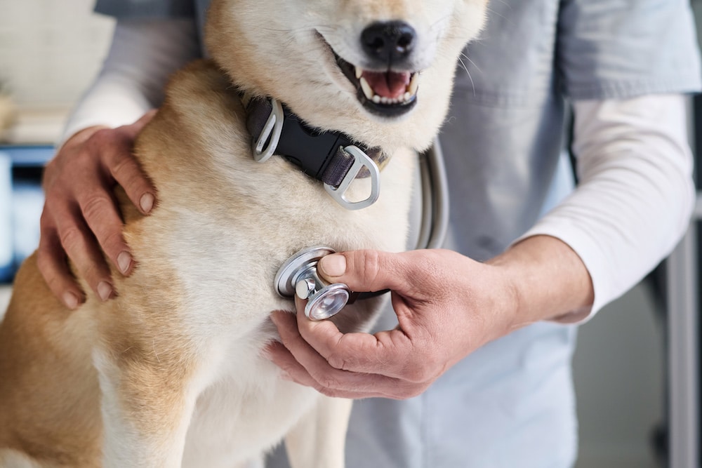 dog wellness exams